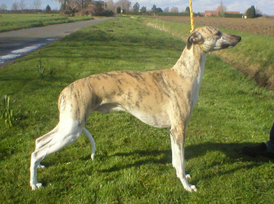 Tallow